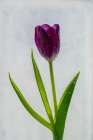 Tulip in ice Art Print
